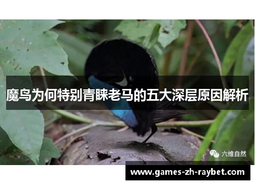 魔鸟为何特别青睐老马的五大深层原因解析
